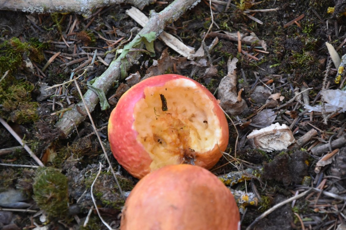  Apfel schmeckt